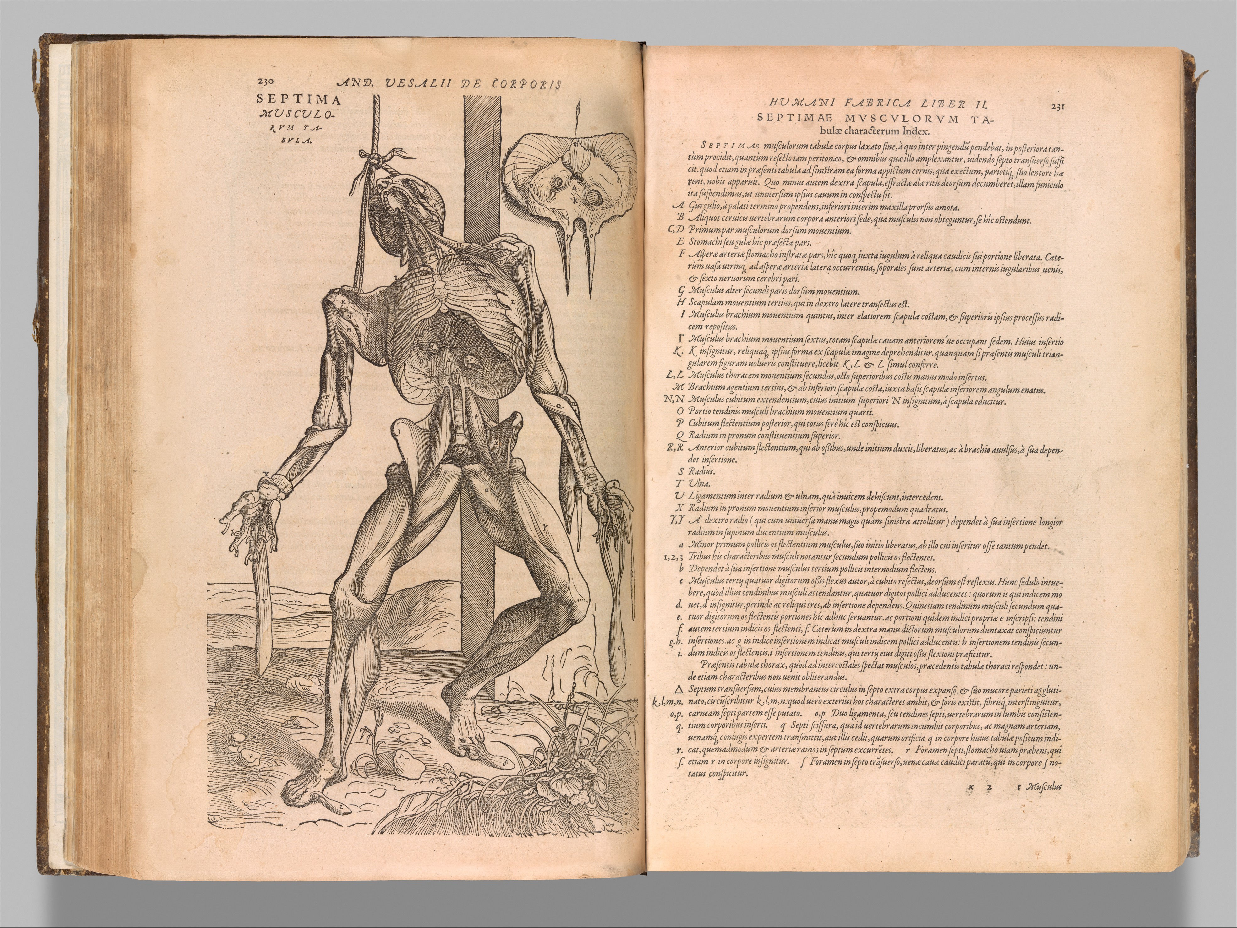 Grabado del tratado renacentista De humani corporis fabrica de Andreas Vesalius, 1555
